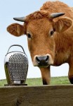 tarka do sera Please Alessi 31109