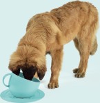 united-pets-miska-dla-psa-cup-2-5-l__201288_beb8528-imgm.jpg